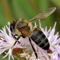 a Honey Bee at flowers on Menangai © Michael Plagens