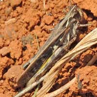 A grasshopper, possibly a Gomphocerinae, photo © Michael Plagens