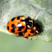 Lady beetle aphid predator © Michael Plagens
