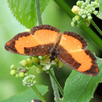 Orange-patch Butterfly, Vanessula milca, © Michael Plagens