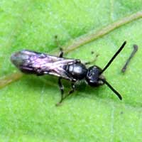 a small bee, possibly Halictidae, photo © Michael Plagens