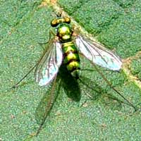 Dolichopidae run and dance on leaf surfaces. Photo © Michael Plagens