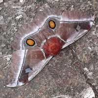 large Silk Moth from Kilifi, Kenya, Africa, photo © Helvi Rissanen