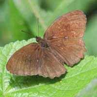 Tropical Wood Satyr, Bicyclus sp., © Michael Plagens