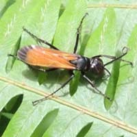 A spider wasp, Pompilidae, © Michael Plagens