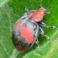 a pink and gray Coccinelidae from Kenya, photo © Michael Plagens