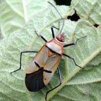 Cotton Stainer, Dysdercus nigrofasciatus, Kenya, Africa, photo © Michael Plagens