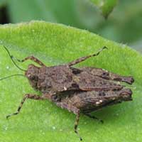 A short, stout grasshopper, Tetrigidae, from Kitale, Kenya, Africa, photo © Michael Plagens