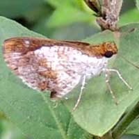 skipper, Hesperiidae, © Michael Plagens