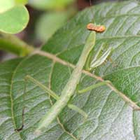 a small praying mantis, Kitale, Kenya, Africa, photo © Michael Plagens