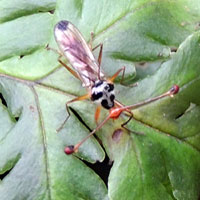 Diopsidae with black and white maculations fly photo © Michael Plagens