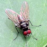 Root-Maggot Fly, Anthomyiidae, © Michael Plagens