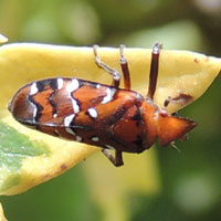 cool looking Cercopidae from Kitale, Kenya, Africa, photo © Michael Plagens