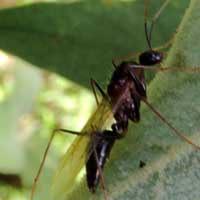 winged reproductive ant, formicidae, photo © Michael Plagens