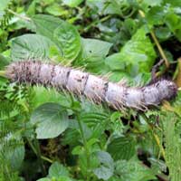 possibly a Saturniidae larva, South Nandi, Kenya, Africa.