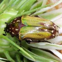 Flower Chafer, Scarabiidae, Kenya, photo © Michael Plagens