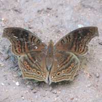 Brown Pansy, Junonia stygia, © Michael Plagens