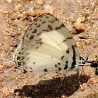 Tuxentius, Lycaenidae, © Michael Plagens