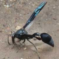 a potter wasp, possibly Delta, © Michael Plagens