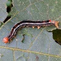 larva stage of a Notodontidae moth, South Nandi, Kenya, Africa.