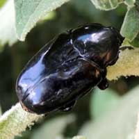 a glossy black Cetoninae from South Nandi Forest © Michael Plagens