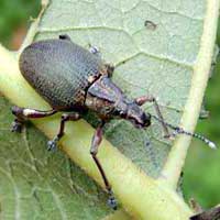 a broad-nosed weevil from South Nandi, Kenya, photo © Michael Plagens