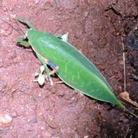 A katydid from South Nandi, Kenya, Africa, photo © Michael Plagens