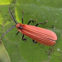 Net-winged Beetle, Lycidae, Kenya, photo © Michael Plagens