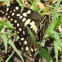 Papilio demodocus from Eldoret, Kenya, Africa, photo © Michael Plagens