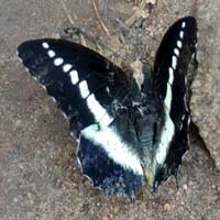 Charaxes Butterfly, Kenya, Africa, photo © Michael Plagens