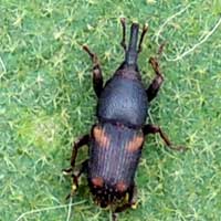 granary weevil, sitophilus, Curculionidae, Kenya, photo © Michael Plagens