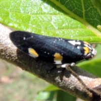 Cercopidae on a rubiaceae from Kenya, Africa, photo © Michael Plagens