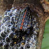 Cercopidae on a rubiaceae from Kenya, Africa, photo © Michael Plagens