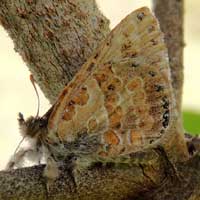 Woolly Legs Butterfly, Lachnocnema from Eldoret, Kenya, Africa, photo © Michael Plagens