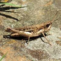 grasshopper, Acrididae, photo © Michael Plagens