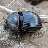 Copris Dung Beetle, photo © Michael Plagens