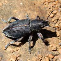 a sturdy-built weevil, Curculionidae, Entiminae, Kenya, photo © Michael Plagens