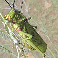 Armoured and toxic grasshopper from Eldoret, Kenya, Africa, photo © Michael Plagens