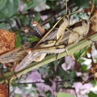 Bird Grasshopper, Schistocerca sp., Acrididae from Eldoret, Kenya, Africa, photo © Michael Plagens