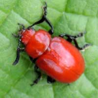 Leaf Beetle, aposomatic and poisonous © Michael Plagens