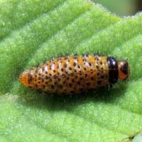 Leaf Beetle, aposomatic larva stage © Michael Plagens