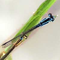 A pair of Damselflies, Coenagrionidae, from Eldoret, Kenya © Michael Plagens