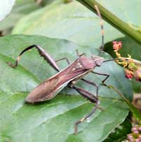 Coreidae from Moshi, Tanzania, Africa, photo © Michael Plagens