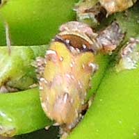 Cicadellidae on orange, Africa, photo © Michael Plagens