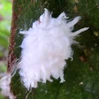 a large mealy bug, Pseudococcidae, on Kei-Apple, Africa, photo © Michael Plagens