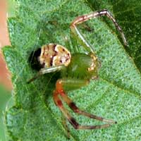 a foliage hunting crab spider, family Thomisidae, © Michael Plagens