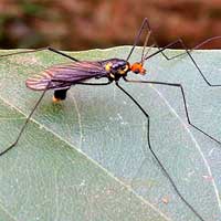 A crane fly, f. Tipulidae, photo © Michael Plagens