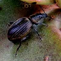 weevil found on Kalanchoe, Curculionidae, Entiminae, in Kenya, photo © Michael Plagens