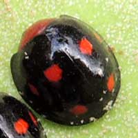 Lady Beetle, Coccinellidae, Kenya, photo © Michael Plagens