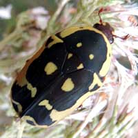 a brightly marked Cetoniinae Beetle, photo © Michael Plagens